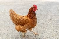 Cute Gay Nerd Free By Nicky Case