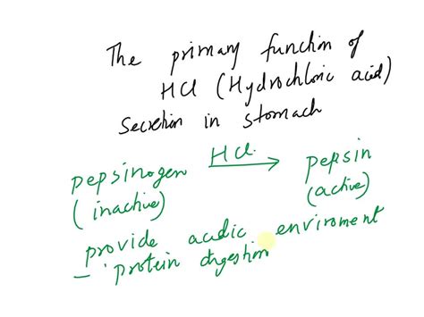 Solved The Primary Functions Of Hcl Secretion In The Stomach Are A Conversion Of Pepsinogen