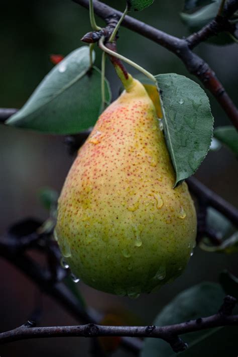 Moonglow Pear Tree - Fruit Trees for Sale - U.S. Shipping