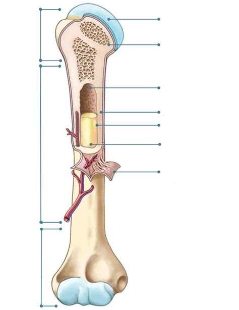 Long bone labels Diagram | Quizlet