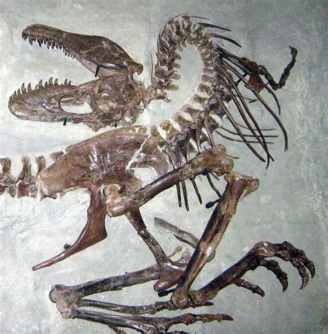 an image of a dinosaur skeleton on display