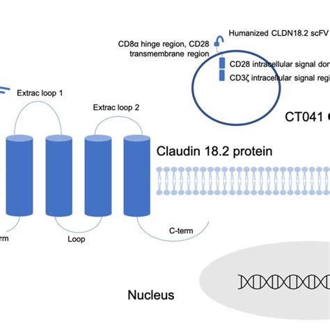 Schematic Structure Of The Claudin182 Protein Located In The Tight