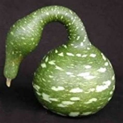 Speckled Swan Gourd WillhiteSeed