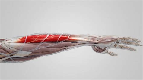 Musculus Flexor Carpi Ulnaris DocCheck