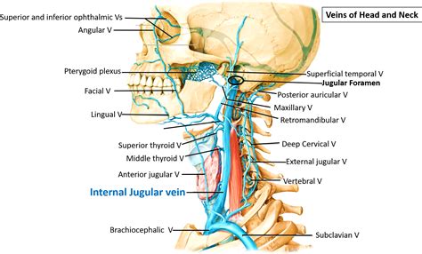 Internal Jugular Vein Anatomy Anatomy Reading Source