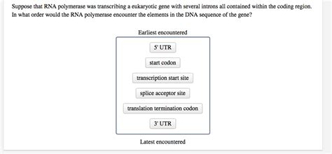 Solved Suppose That Rna Polymerase Was Transcribing A Chegg