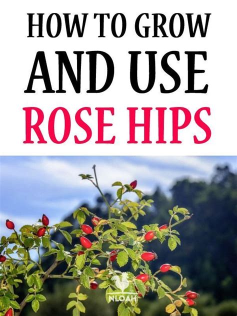 How To Grow And Use Rose Hips Rosehip Growing Roses Herb Garden Design