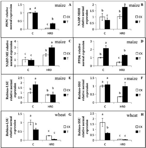 Effects Of Exogenously Supplied Trehalose On Expression Of The Key