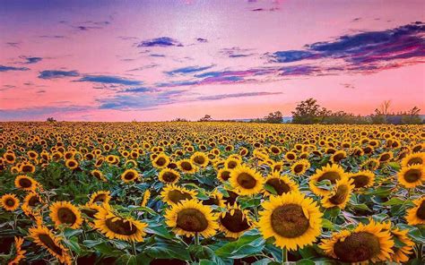 300 Sunflower Backgrounds Wallpapers