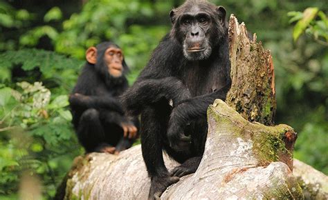 Chimpanzee Trekking Safari In Uganda Uganda Safaris