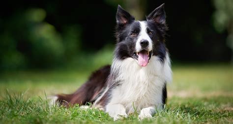 border collie dog breed facts temperament  care info