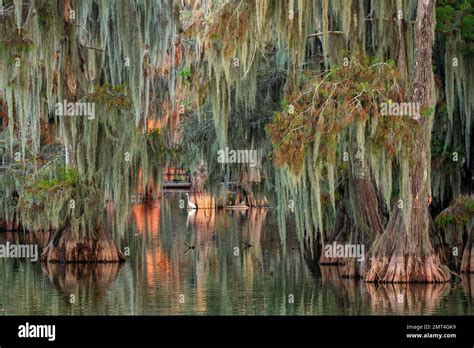 Usa Deep South Louisiana Lafayette Lake Martin Cypress Tree With