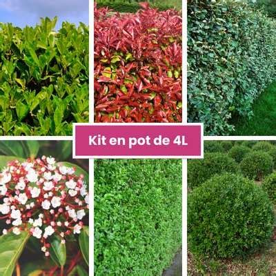 Kit Vari T S Haie Persistante Et Fleurie Vente En Ligne De Plants