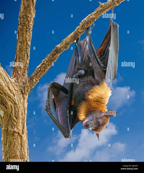 Black Flying Foxes Pteropus Alecto Hanging In A Tree Stock Photo Alamy