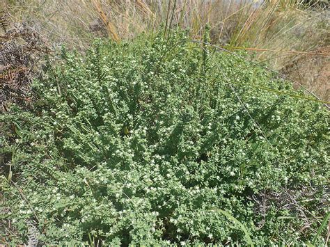 Pimelea Orthia Subsp Protea New Zealand Plant Conservation Network