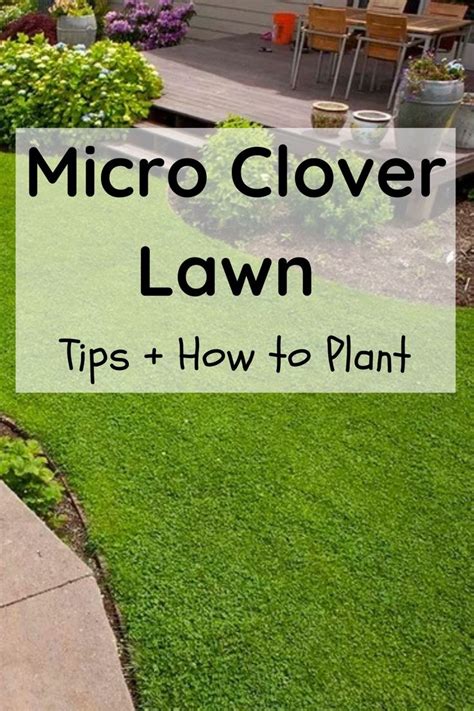 Micro Clover Lawn - Front Yards Landscaping Ideas in 2023 | Clover lawn, Front lawn landscaping ...