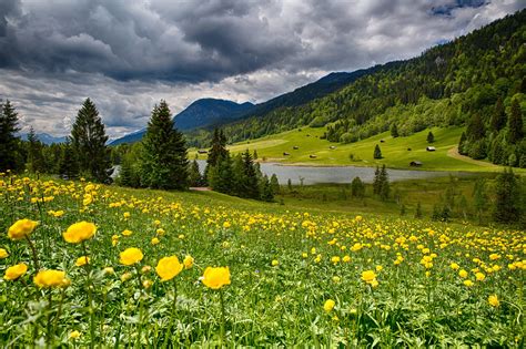 Free Photo Yellow Mountain Flowers Flowers Mountain Wild Free