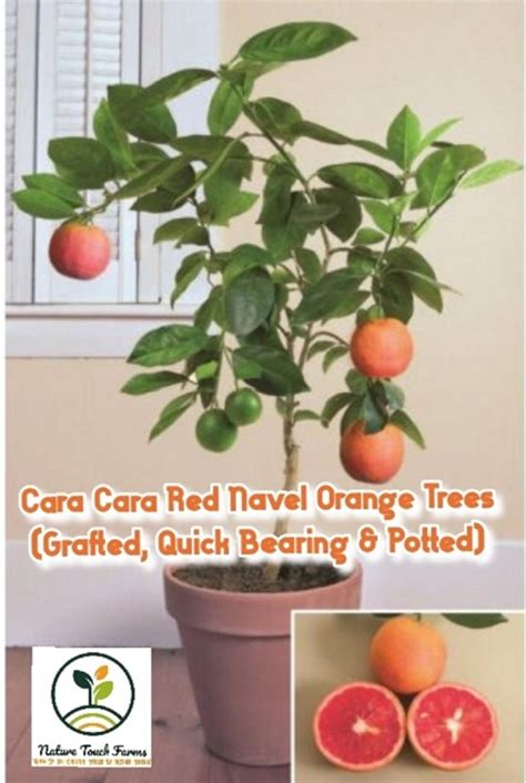 Potted Fruit Tree Exotic Citrus Orange Cara Cara Red Navel Grafted Quick Bearing And Potted