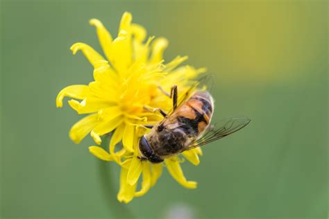 Kostenlose foto Natur Pflanze Fotografie Blume Blütenblatt