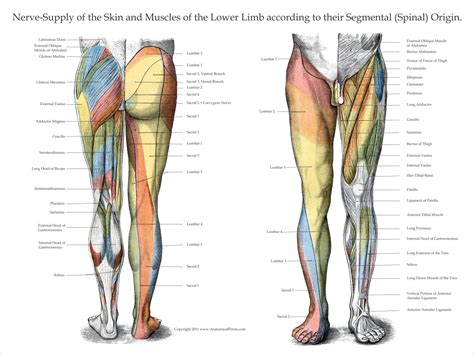 The Upper Extremity Laminated Anatomy Chart Upper Limb