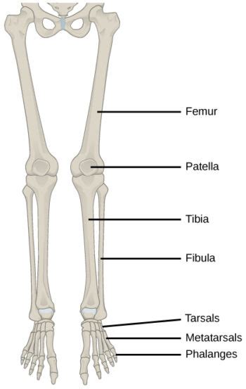 Human Appendicular Skeleton Biology For Majors Ii