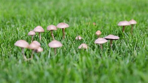 How To Get Rid Of Mushrooms In Yard Ways To Kill Lawn Mushrooms