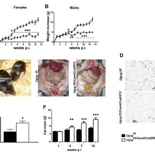 Ugcg F F Camkcreert Mice Develop Progressive Obesity Both Female A