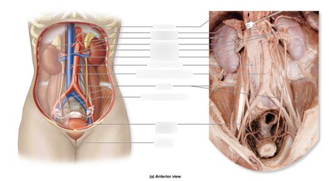 Urinary System Labeling Diagram Quizlet