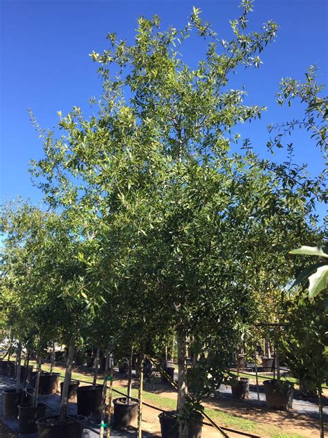 Oak Live Backbone Valley Nursery