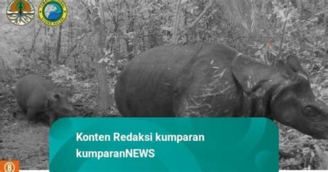 Begini Cara Para Pemburu Badak Jawa Masuk Ke Taman Nasional Ujung Kulon