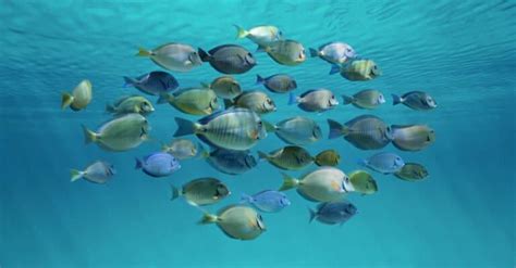 Surgeonfish Pictures - AZ Animals