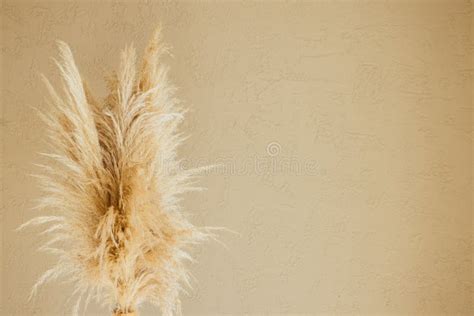 Dry Pampas Grass Reeds Agains On Beige Background Minimal Stylish Trend Concept Copy Space