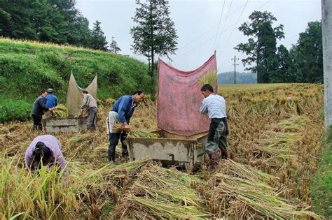 农村庄稼人常用的12种农具，你家还在用吗？勾起70 80后多少回忆农具稻谷农村新浪新闻