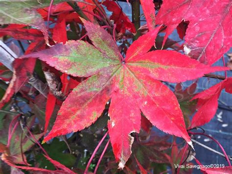 Acer Osakazuki Il Garden Vivai Savegnago