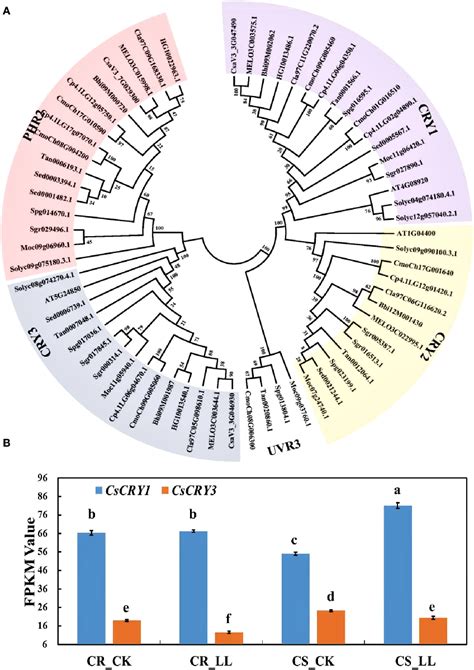 Figure 4 from Genome wide identi ﬁ cation and expression analysis of