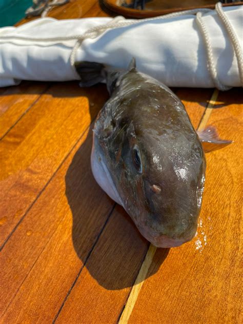 Pesce palla velenoso ritrovato già morto nelle acque dello Stretto