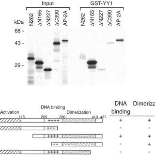 Mapping The Interaction Domain Of YY1 With AP 2 A GST Pulldown Assays