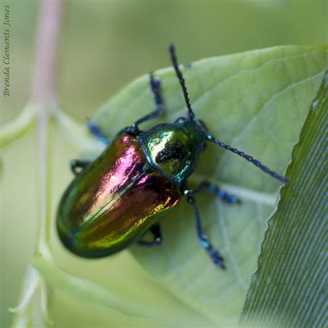 Dogbane Leaf Beetle Tendrils