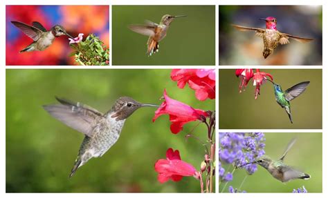 Hummingbirds In Ohio 7 Species That Could Be In Your Backyard