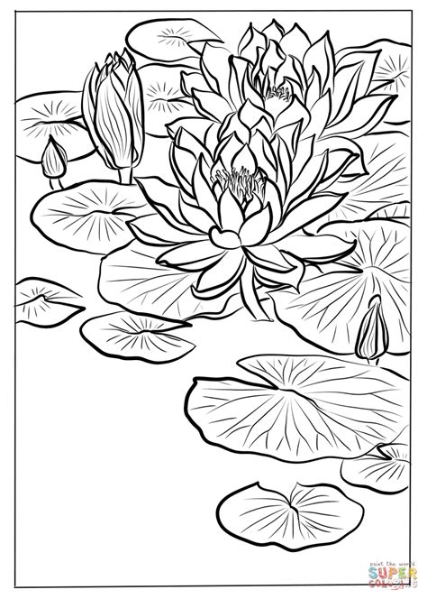 Water Lily By Ohara Koson Coloring Page Free Printable Coloring Pages