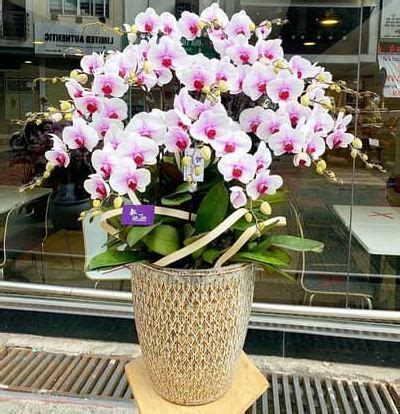 Hoa lan hồ điệp 26 – Happy Day Florist