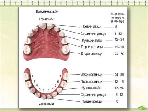 Зъбите и грижите за тях - ЧП, 3 клас, Булвест
