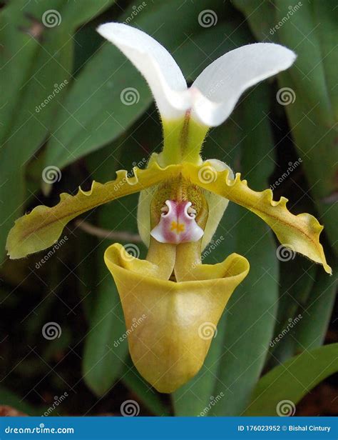 Sikkim The Kingdom Of Orchid Stock Photo Image Of State Flower