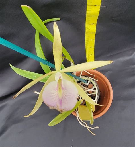 Brassavola Nodosa X Cattleya Small World Etsy