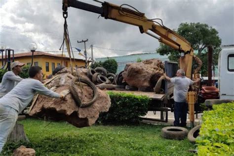 Pesquisadores da URCA resgatam em Brejo Santo maior tronco fóssil já