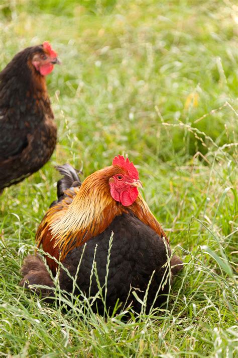 Rooster And Hen Free Stock Photo - Public Domain Pictures