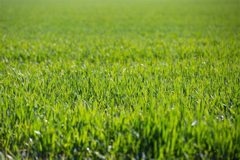 Cómo escarificar césped Green grass background Grass background