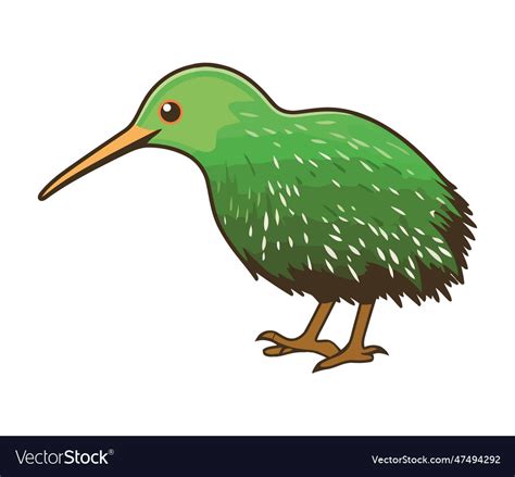 Green kiwi bird isolated on white background Vector Image