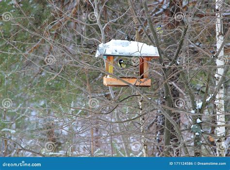 Tits Sit At The Feeder Stock Photo Image Of Tits Feeder 171124586