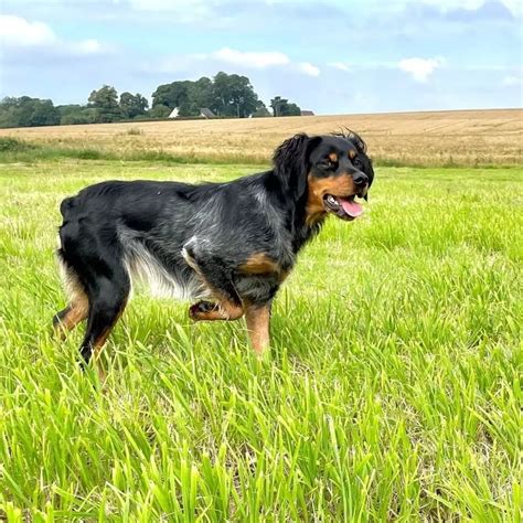 Chien Epagneul Breton TR Royka Du Fief Des Kallistos